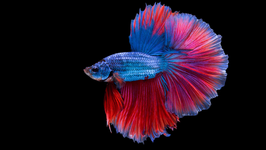 Colorfuul Betta fish in darkness