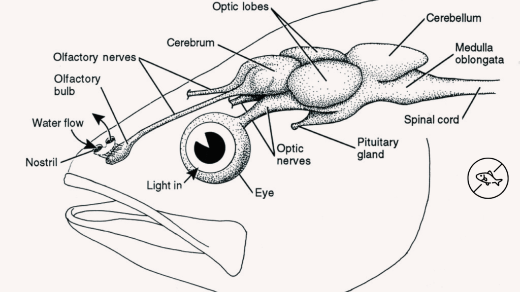 Detailed diagram showing the nostrils (nares) of a fish and their location on the head